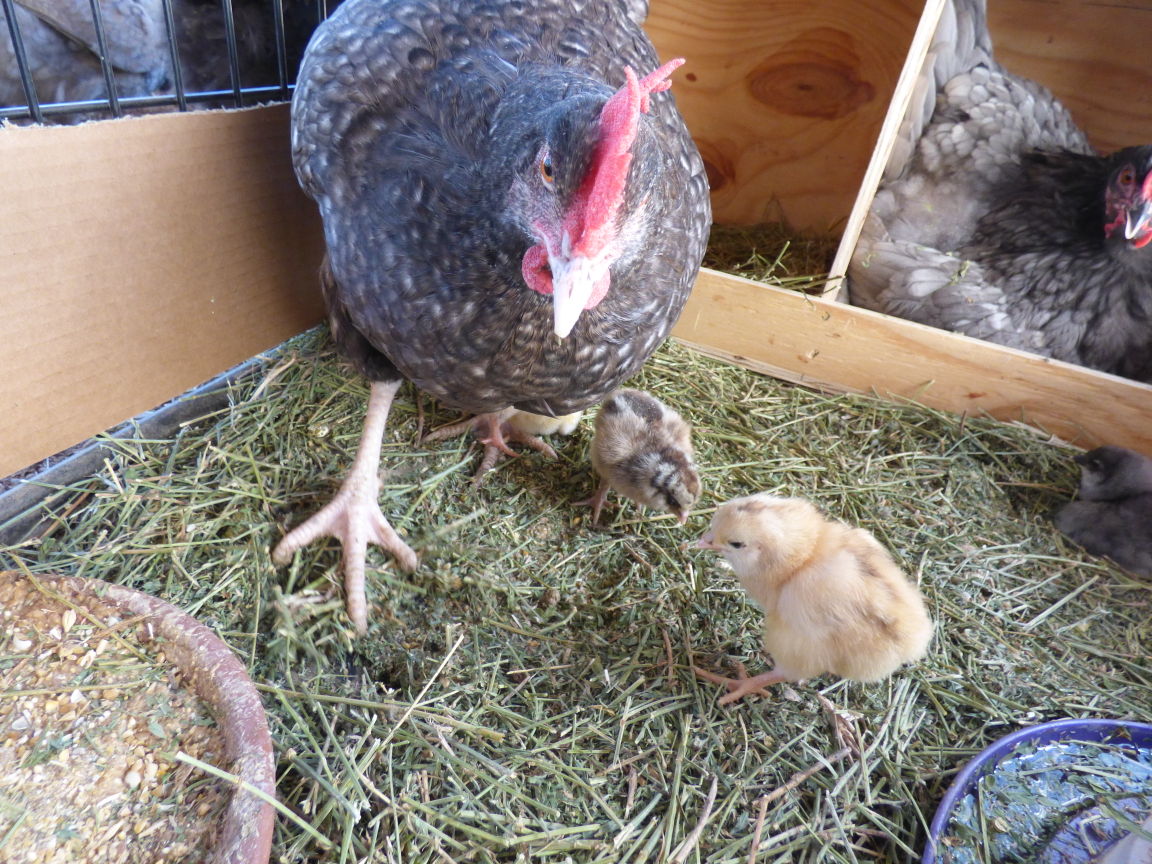 Readers show their chickens